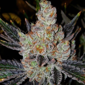 10th Planet R1 - ETHOS GENETICS | TanieSianie.pl