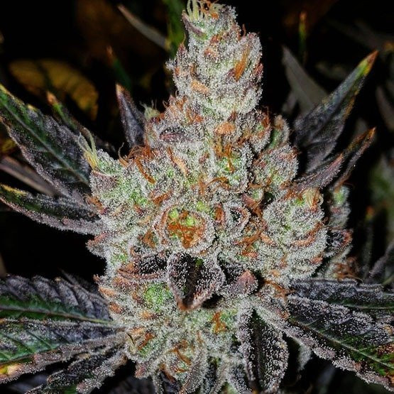 10th Planet R1 - ETHOS GENETICS | TanieSianie.pl