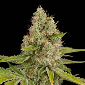 Og Kush - DINAFEM | TanieSianie.pl