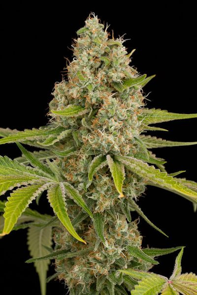 Og Kush - DINAFEM | TanieSianie.pl