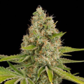 Og Kush - DINAFEM