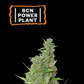 BCN Power Plant - SEED STOCKERS | TanieSianie.pl