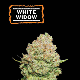 White Widow - SEED STOCKERS | TanieSianie.pl
