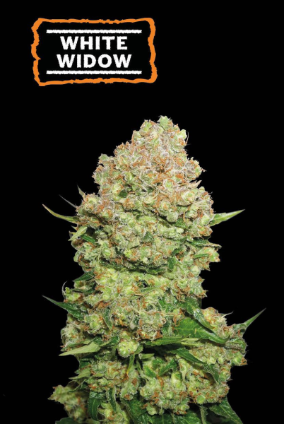 White Widow - SEED STOCKERS | TanieSianie.pl