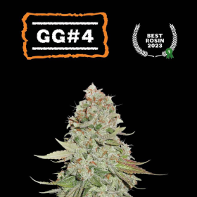 Gorilla Glue GG#4 - SEED STOCKERS | TanieSianie.pl