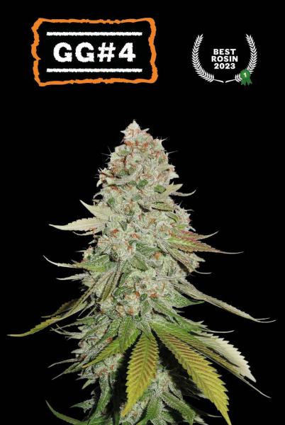 Gorilla Glue GG#4 - SEED STOCKERS | TanieSianie.pl
