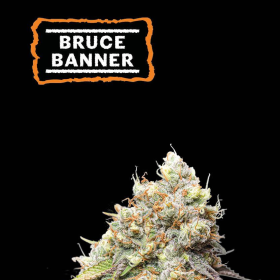 Bruce Banner - SEED STOCKERS | TanieSianie.pl