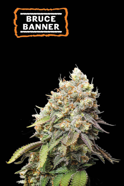 Bruce Banner - SEED STOCKERS | TanieSianie.pl