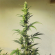 Ethos Haze IBL - ETHOS GENETICS | TanieSianie.pl
