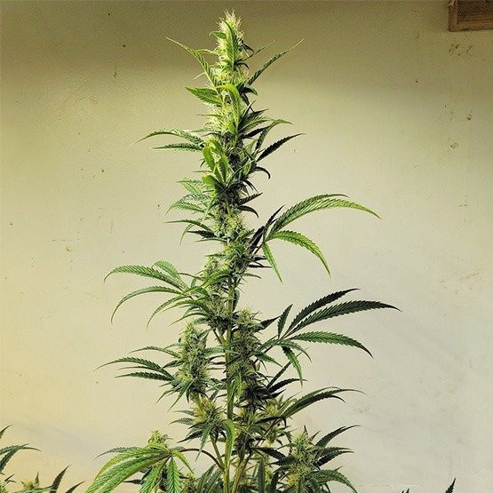 Ethos Haze IBL - ETHOS GENETICS | TanieSianie.pl