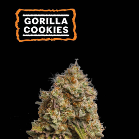 Gorilla Cookies - SEED STOCKERS | TanieSianie.pl