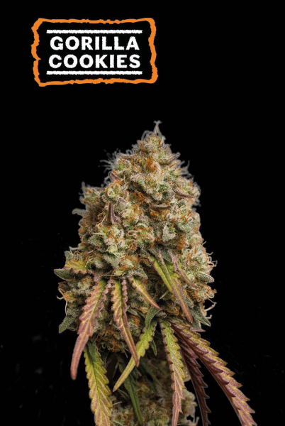 Gorilla Cookies - SEED STOCKERS | TanieSianie.pl