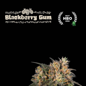 Blackberry Gum - SEED STOCKERS | TanieSianie.pl