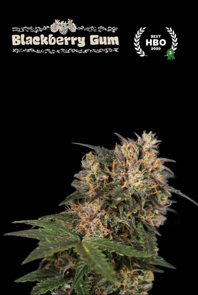 Blackberry Gum - SEED STOCKERS | TanieSianie.pl