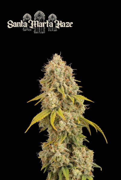 Santa Marta Haze - SEED STOCKERS | TanieSianie.pl
