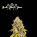 Santa Marta Haze - SEED STOCKERS