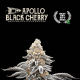 Apollo Black Cherry - SEED STOCKERS | TanieSianie.pl