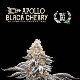 Apollo Black Cherry - SEED STOCKERS | TanieSianie.pl