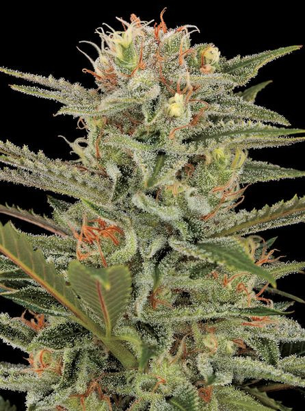 Original Amnesia - DINAFEM | TanieSianie.pl
