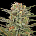 Original Amnesia - DINAFEM