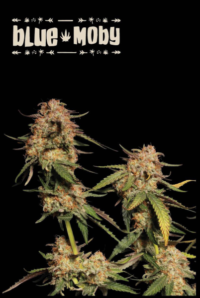 Blue Moby - SEED STOCKERS | TanieSianie.pl