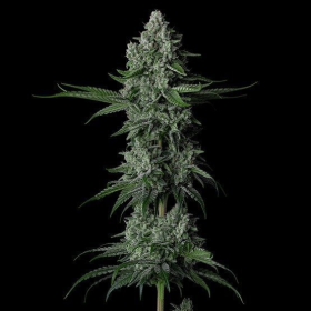 Grandpas Stash R2 - ETHOS GENETICS | TanieSianie.pl