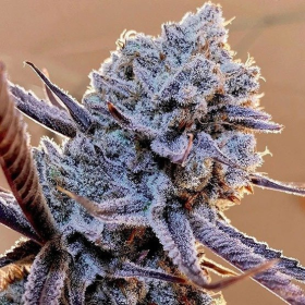 Lilac Diesel RBx2 - ETHOS GENETICS | TanieSianie.pl