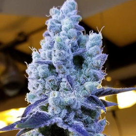 Mandarin Cookies V2 - ETHOS GENETICS | TanieSianie.pl