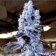 Mandarin Cookies V2 - ETHOS GENETICS | TanieSianie.pl