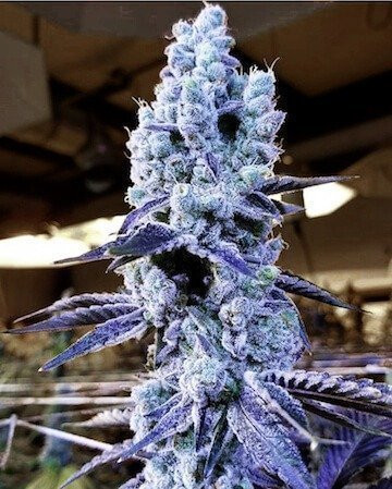 Mandarin Cookies V2 - ETHOS GENETICS | TanieSianie.pl