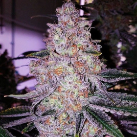 Planet of the Grapes Rbx - ETHOS GENETICS | TanieSianie.pl