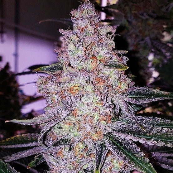 Planet of the Grapes Rbx - ETHOS GENETICS | TanieSianie.pl