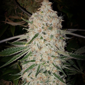 Pluto Cut AUTO R F3 - ETHOS GENETICS | TanieSianie.pl