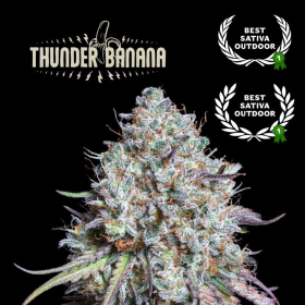 Thunder Banana - SEED STOCKERS | TanieSianie.pl
