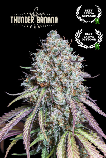 Thunder Banana - SEED STOCKERS | TanieSianie.pl