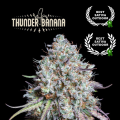 Thunder Banana - SEED STOCKERS