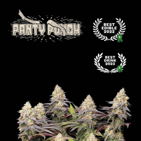 Panty Punch - SEED STOCKERS | TanieSianie.pl