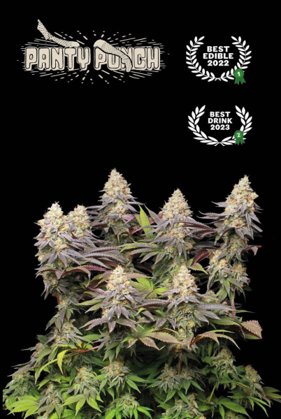 Panty Punch - SEED STOCKERS | TanieSianie.pl