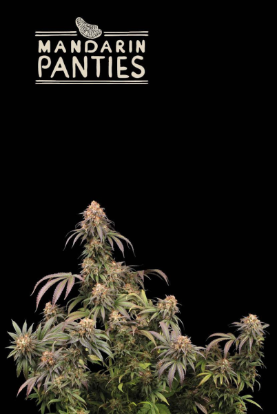 Mandarin Panties - SEED STOCKERS | TanieSianie.pl
