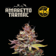Amaretto Tarmac - SEED STOCKERS | TanieSianie.pl