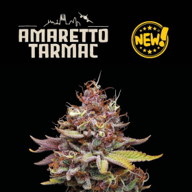 Amaretto Tarmac - SEED STOCKERS | TanieSianie.pl