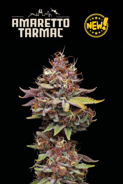 Amaretto Tarmac - SEED STOCKERS | TanieSianie.pl