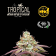 Tropical Zmoothie - SEED STOCKERS | TanieSianie.pl