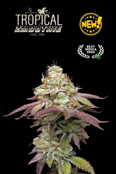 Tropical Zmoothie - SEED STOCKERS | TanieSianie.pl
