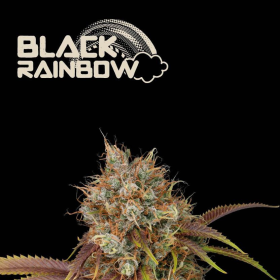 Black Rainbow - SEED STOCKERS | TanieSianie.pl