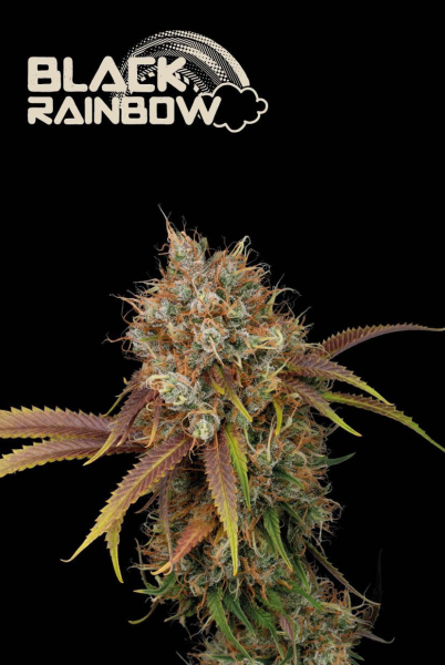 Black Rainbow - SEED STOCKERS | TanieSianie.pl