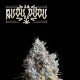 Rucu Cucu OG - SEED STOCKERS | TanieSianie.pl