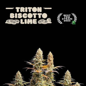 Triton Biscotto Lime - SEED STOCKERS | TanieSianie.pl