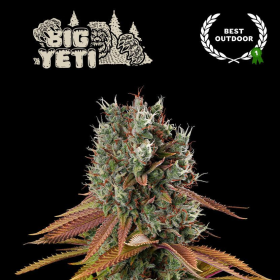 Big Yeti - SEED STOCKERS | TanieSianie.pl