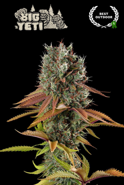 Big Yeti - SEED STOCKERS | TanieSianie.pl